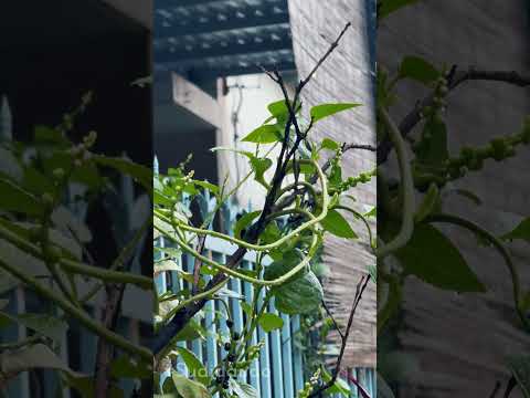 Gửi những ngày mưa.. #Sudidaudo #nature #weather #rain