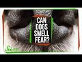 Understanding Dogs' Sense of Smell and Emotional Detection