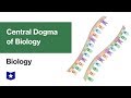 mRNA and Protein Synthesis Concepts