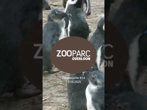 Zooparc Overloon 🇳🇱 (13.10.2025) #zoo #tiere #animals #ausflugsziel #natur #2025 #niederlande