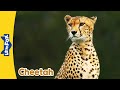 Cheetah Behavior and Habitat