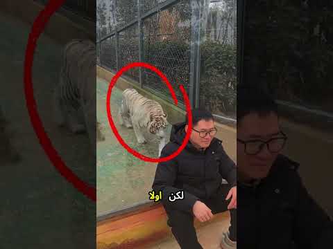 نهاية الرجل الذي أدار ظهره للنمر! 😨⚠️