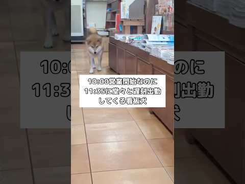 書店は10時営業開始なのに堂々と遅刻してくる看板犬 #柴犬 #柴犬のいる暮らし #shorts サムネイル