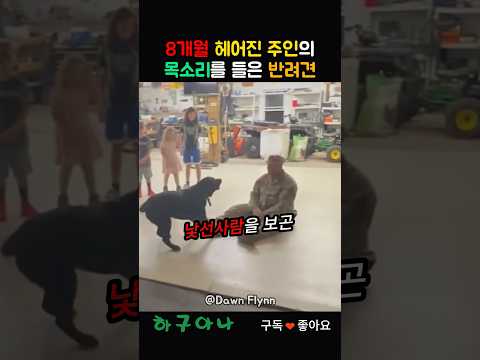 8개월만에 주인 목소리를 들은 개