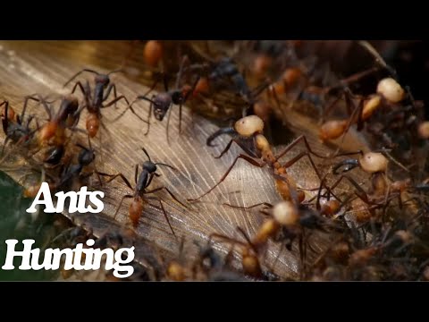 19 Brutal Moments of Ants Hunting Their Prey 2025 - Insect Stories