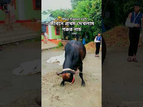 কোরবানির গরুর পাগলা নাচ দেখুন | এই বছরের শেরা গরু | গরুর ভাইরাল ভিডিও | #shorts #mainpigeonloft
