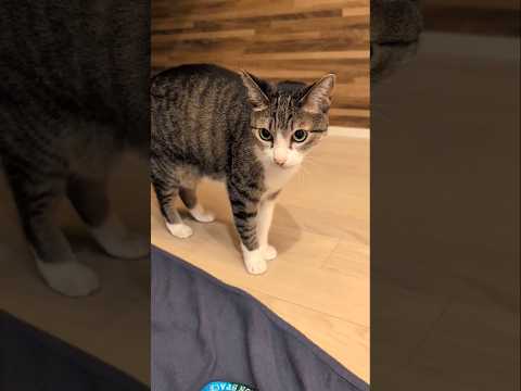 キジ猫のお通りだい😺 - Cats walking around - #shorts #cat