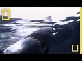 Great White Sharks: Understanding the Apex Predator