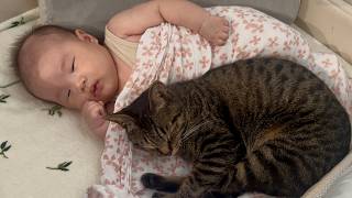赤ちゃんの寝かしつけがうますぎる猫さん