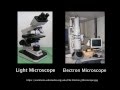 Comparing Resolution: Electron vs. Light Microscopes
