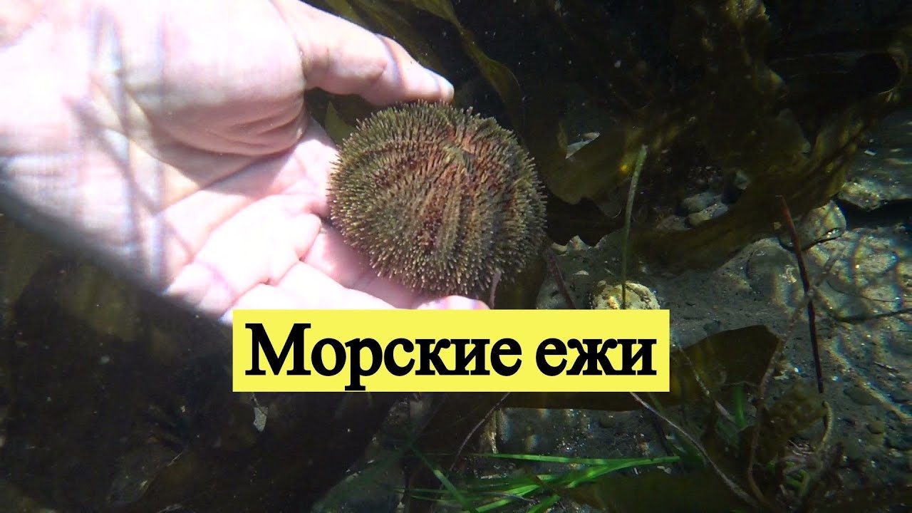 Морские ежи / Sea Urchins