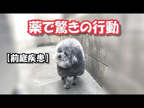 【前庭疾患】薬を飲んだ犬が驚きの行動をとるようになった