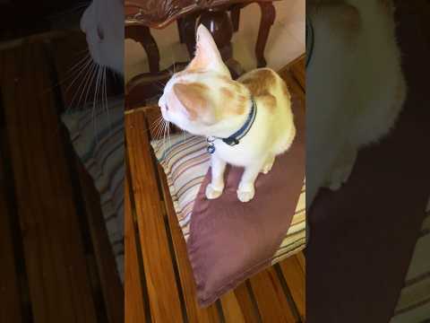Is My Pillow MINE Anymore? Watch This Cat Takeover #cat #catlover #catvideos #cats