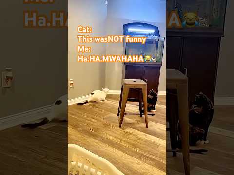 Cat:‌ "This was NOT funny!"
‌Me:‌ "Ha...HA...MWAHAHA! 😹"