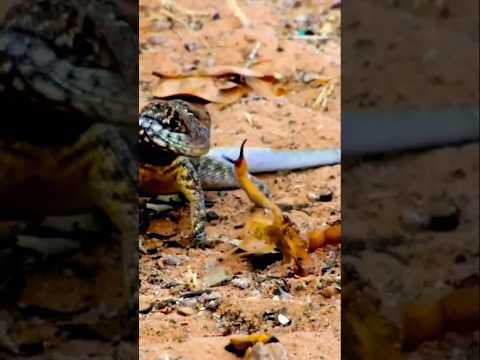تركيز السحلية على ذيل العقرب يوضح ذكائها#shorts