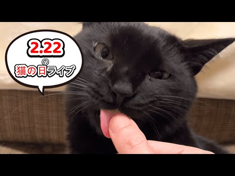 【222猫の日！】猫の日コラボスイーツ食べてみよう！（セブンイレブン・ファミマ）