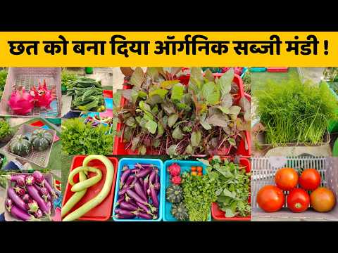 छत को बना दिया ऑर्गनिक सब्जी मंडी तोड़ी इतनी सारी सब्जियां Terrace garden vegetables harvesting video