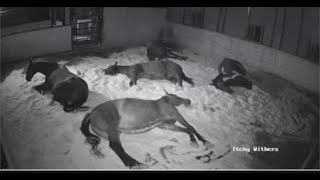 5/9/26 Horses Bedtime Stream #horses #rain #bedtime