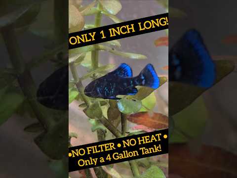 Elassoma gilberti AKA Pygmy Sunfish! - Fry Update  