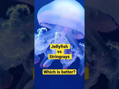 Jellyfish vs Stingray - Which is Better? #shorts # Jellyfish vs Stingray - Which is Better?  VOTE in the comments!

#shorts #jellyfish #stingray