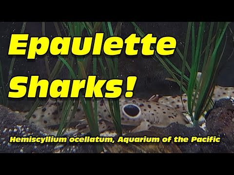 Epaulette sharks, Hemiscyllium ocellatum, at the Aquarium of the
Pacific