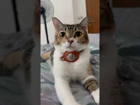 Kitten mewing to attract cats 🐱 #cat #funny #cute #cutecat #kitten #viral #catlaughs #catblogger