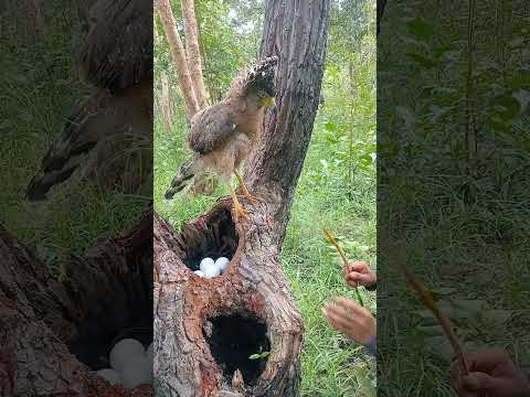 Eagle egg #videoshort #birdsofinstagram