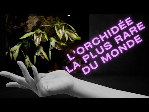 L'histoire de l'être vivant le plus INTROUVABLE de la planète !