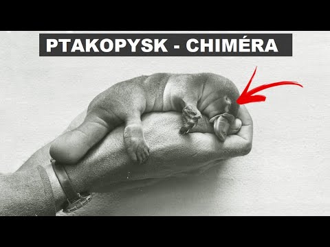 Ptakopysk je Savec, Pták a Plaz v Jednom Těle!