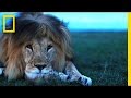 Lion Behavior and Conservation Insights