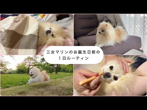【ルーティン】甘えん坊な末っ子ポメラニアンの１日に密着してみた