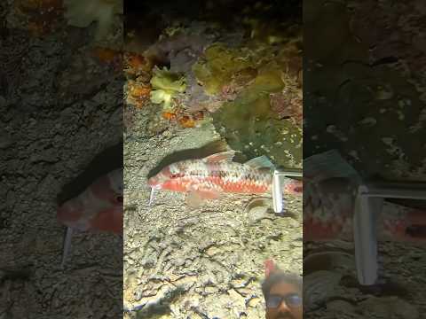 Fishing ameging #fishing #carpfishing #trending #viral #travel #shortsfeed #viralvideos