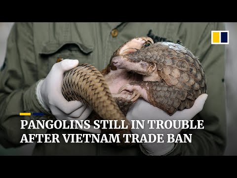 World’s ‘most-threatened’ pangolins are still in trouble in Vietnam despite wildlife trade ban