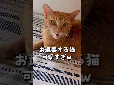 お返事する猫が可愛すぎるｗ #shorts