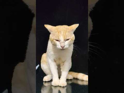 എന്റെ വിഷമങ്ങളൊന്നും എനിക്ക് ആരോടും പറയുന്നത് ഇഷ്ട്ടമല്ല 😿🙂#catmemes #catvideos #subscribenow