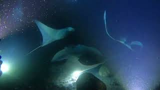 Kona Manta Ray Dive - July ‘25