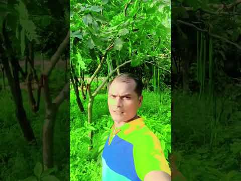 कौन सा पेड़ का फल है #देख #song #love #फल #highlights