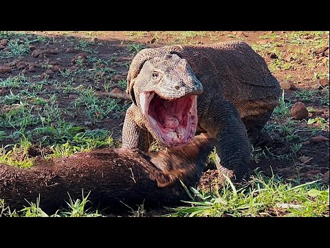 Komodo dragon vomits its prey, a large wild boar