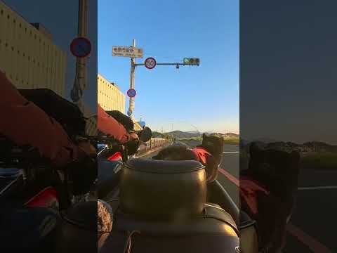 サイドカーに柴犬１３２.５ #Shorts  #shiba #automobile #sidecar