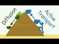 Diffusion and Active Transport Concepts