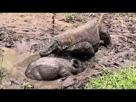 Komodo dragon Viral Vs Wild Boar Alive In The Mud