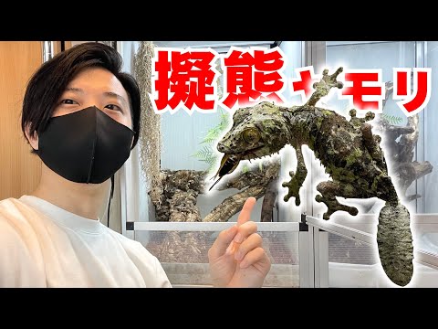 マダガスカルの人気擬態ヤモリたちの飼育環境を紹介！