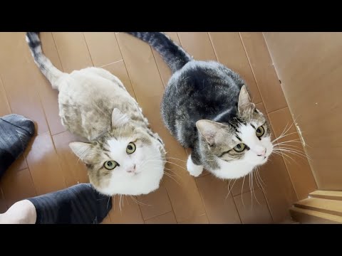 夏の朝に癒される猫のかわいい瞬間お父さんに幸せを届ける サムネイル