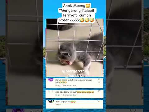 Anak Meong🐱 Kejepit, Ternyata cuman Praankkk🤣🤣🤣#anakkucing#kejepit#prank@MargarethA_JAKARTA