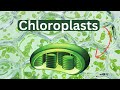 Photosynthesis and Chloroplast Functions