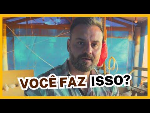 5 ERROS que todo mundo comete ao criar galinhas caipiras (e não percebe!)