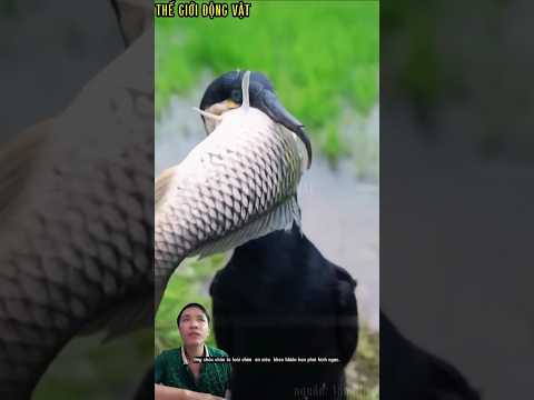 loài chim sở hữu kỹ năng lặn và rình mồi siêu đẳng.