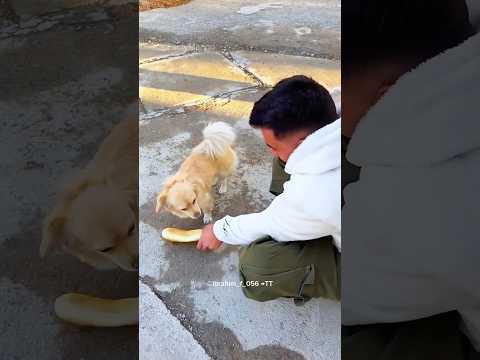 A Little Doggy's Help: Love and Generosity 😍 #shorts