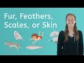 Animal Adaptations and Body Features