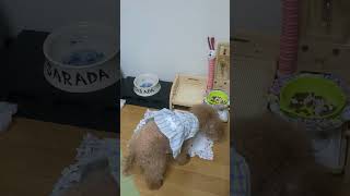 ＜保護犬 トイプードル＞#shorts  #dog #pets